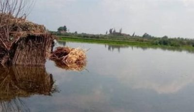 سرعة حصاد أي مزروعات أو محاصيل قائمة.. المنوفية تحذر واضعي اليد على أراضي طرح النهر من ارتفاع منسوب مياه النيل| بث مباشر