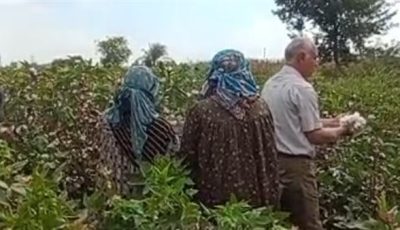 نورت يا قطن النيل.. سعادة بين مزارعي القليوبية خلال افتتاح موسم جني الذهب الأبيض| بث مباشر
