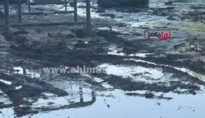 شوارع الجوايدة بالأقصر غارقة فى السم الأسود للمرة الثانية.. ما السبب