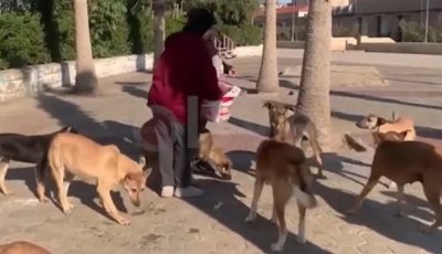 محافظة الجيزة توضح حقيقة نفوق الكلاب الضالة بحدائق الأهرام