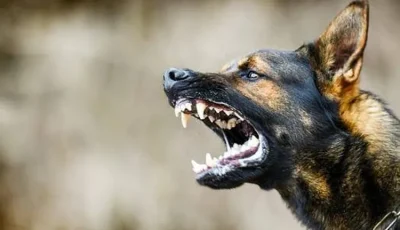 محافظة الجيزة تكشف حقيقة نفوق 500 كلب بحدائق الأهرام